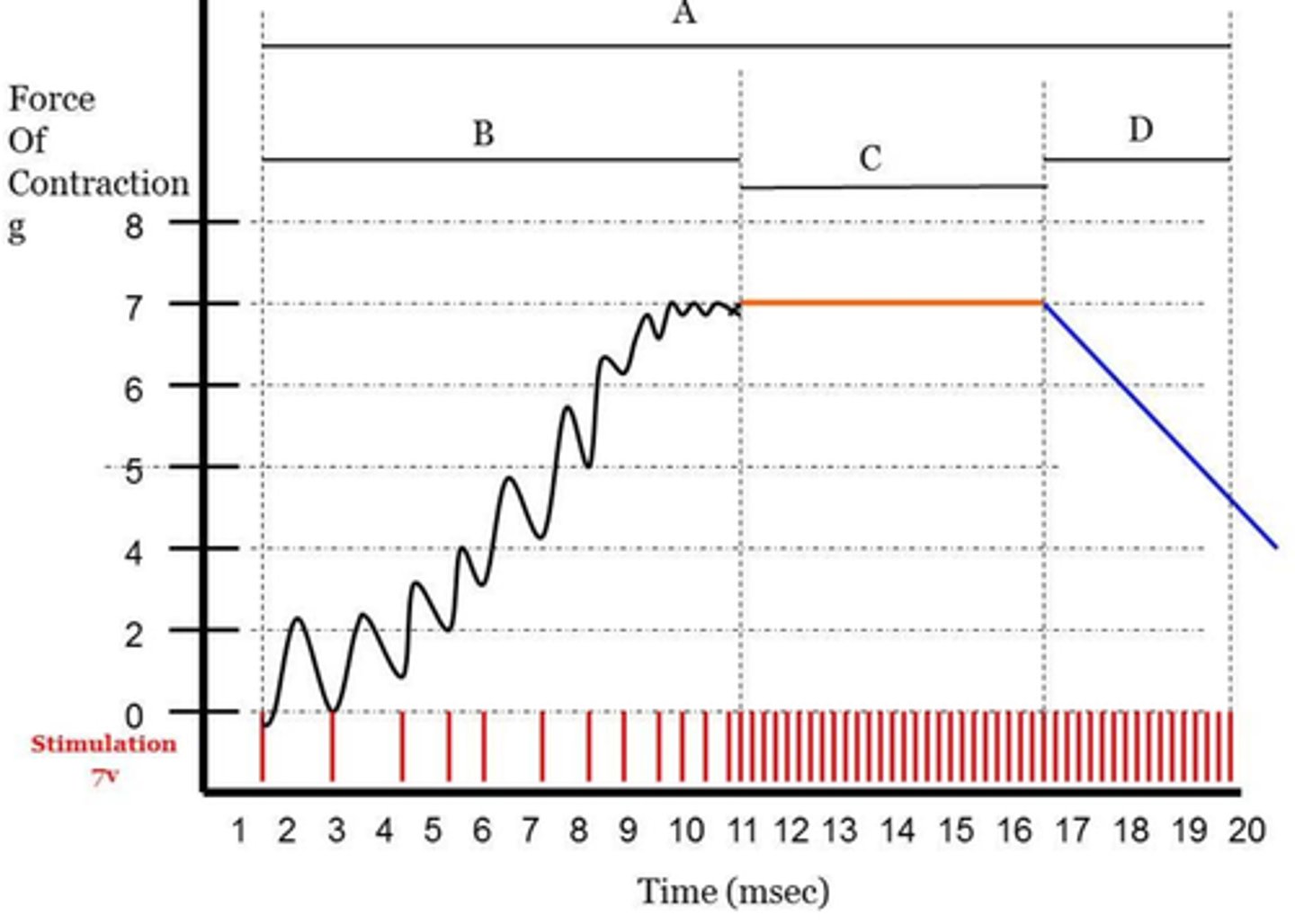 <p>a bunch of staggered upwards movements until fatigue begins which straightens it out, action potentials looks like up down up down up down</p>