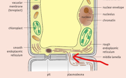 <p>connects the cytoplasm of neighbouring plants cell allowing transport and cell communication</p>
