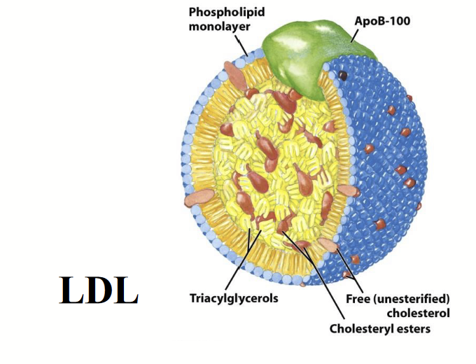 <p><strong><u>Lipids can occur covalently linked to other classes of biomolecules.</u></strong></p><p>Many <u>proteins </u>also incorporate covalently-bound <u>lipids.</u></p><p>e.g. VLDL, LDL, and HDL are plasma forms (transporting lipids in the blood; lipids are hydrophobic whereas blood has water → lipids cannot just dissolve in blood to transport) that are associated with cardiovascular health and disease.</p>