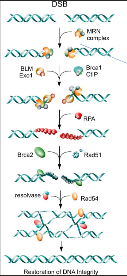 <p>The MRN complex recognizes the double stranded breaks and then recruit the next set of proteins via activating the kinase ATM</p>