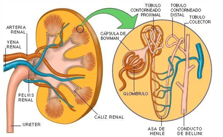 <p>Corpúsculo renal de Malphigi</p><p>Qué ocurre?</p><ul><li><p>Ambos riñones poseen alrededor de 2,4 millones de corpúsculos. Representa el filtro del riñón, donde se produce el ultrafiltrado de la sangre, en la que sólo permanecen las células y las proteínas. A este nivel el agua y todas las otras sustancias disueltas con peso molecular de hasta 5 kDa se filtran con libertad.</p></li></ul><p></p>