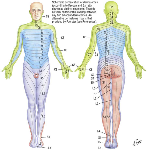 Body maps of the areas on skin where all the above senses (1-5) are detected and carried by specific cranial and spinal nerves. Used in neurological exams to identify which nerves are damaged when sensory deficits are found.
