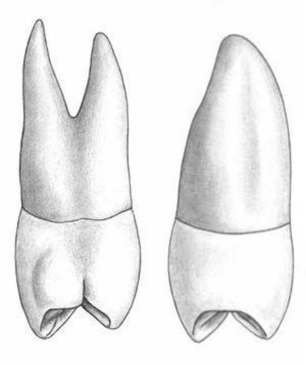 <p>Resembles 1st premolar but less angular.</p>