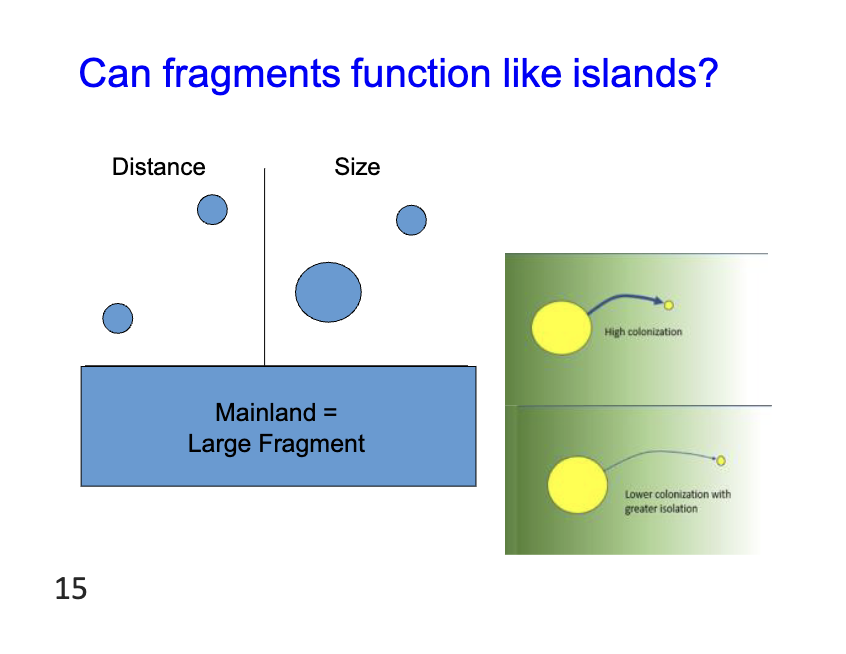 <p>Can fragments function like islands? </p>