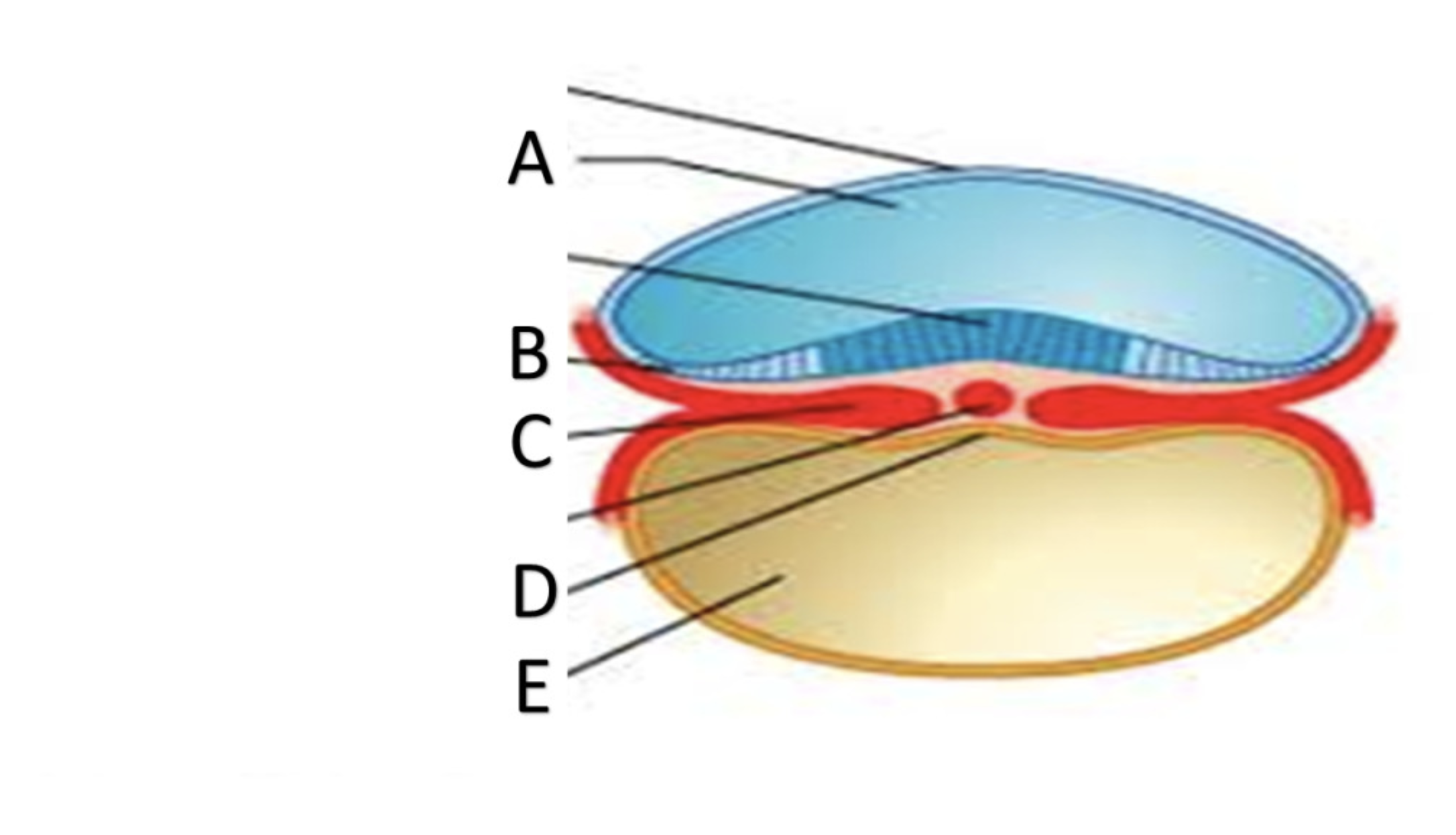 <p>A</p>