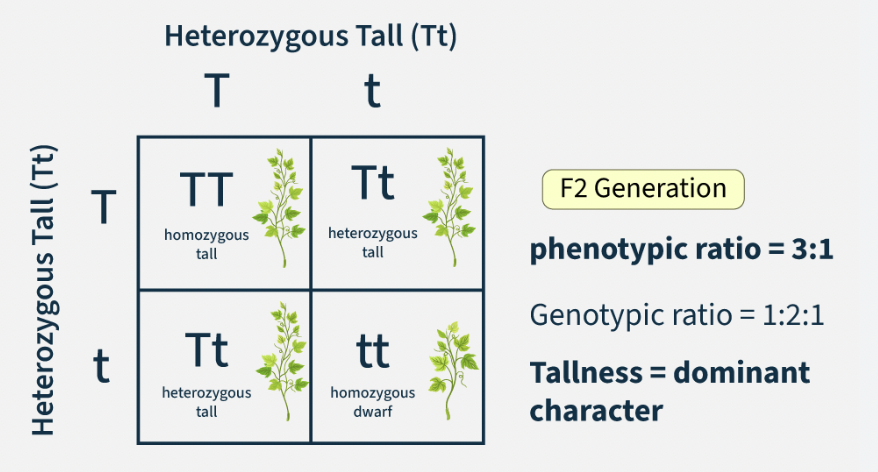 <p>Phenotype Ratio </p>