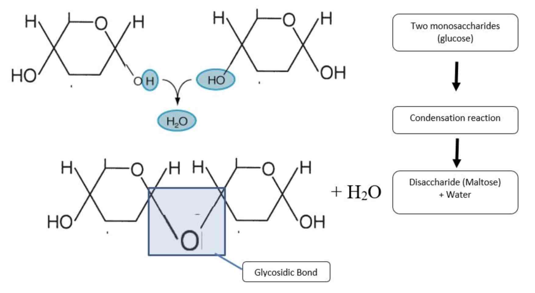 <p>Joins two molecules together by the formation of a chemical bond and it involves the elimination of a water molecule. Eg. monomers joining together</p>