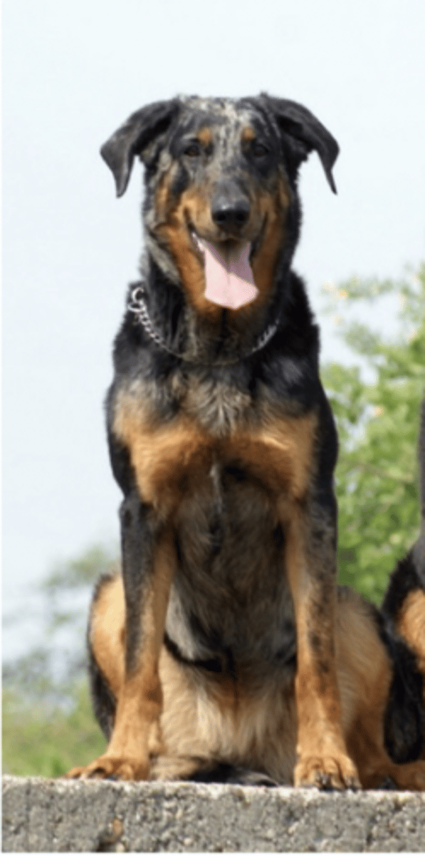 <p>FCI - 1 flat and short ears</p>
