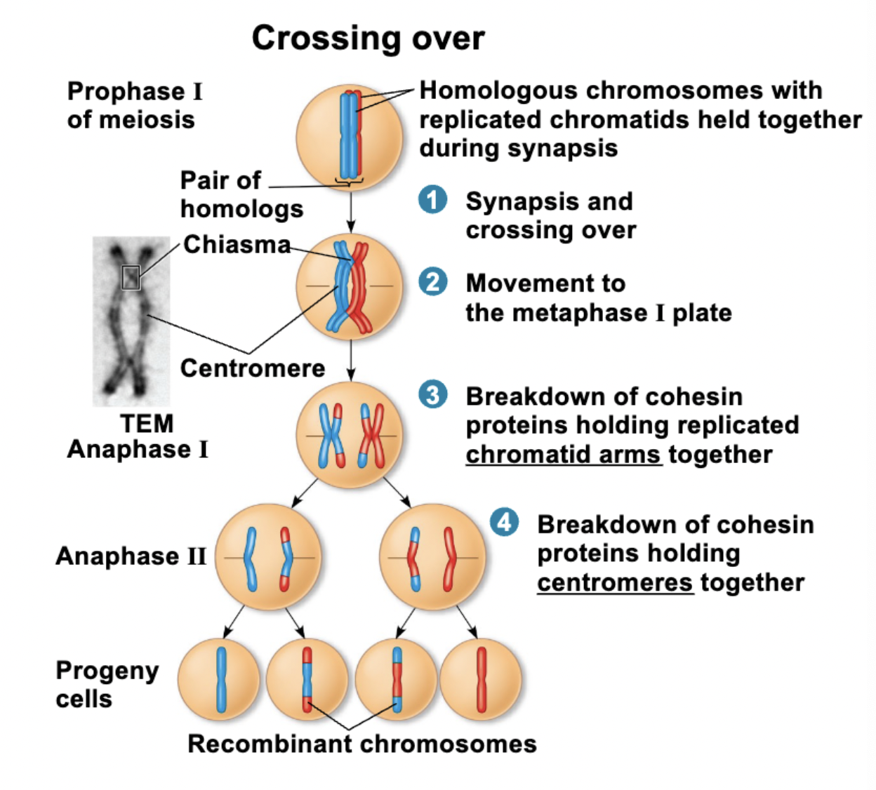<p>maternal and paternal chromosomes exchange genetic information during prophase I</p>