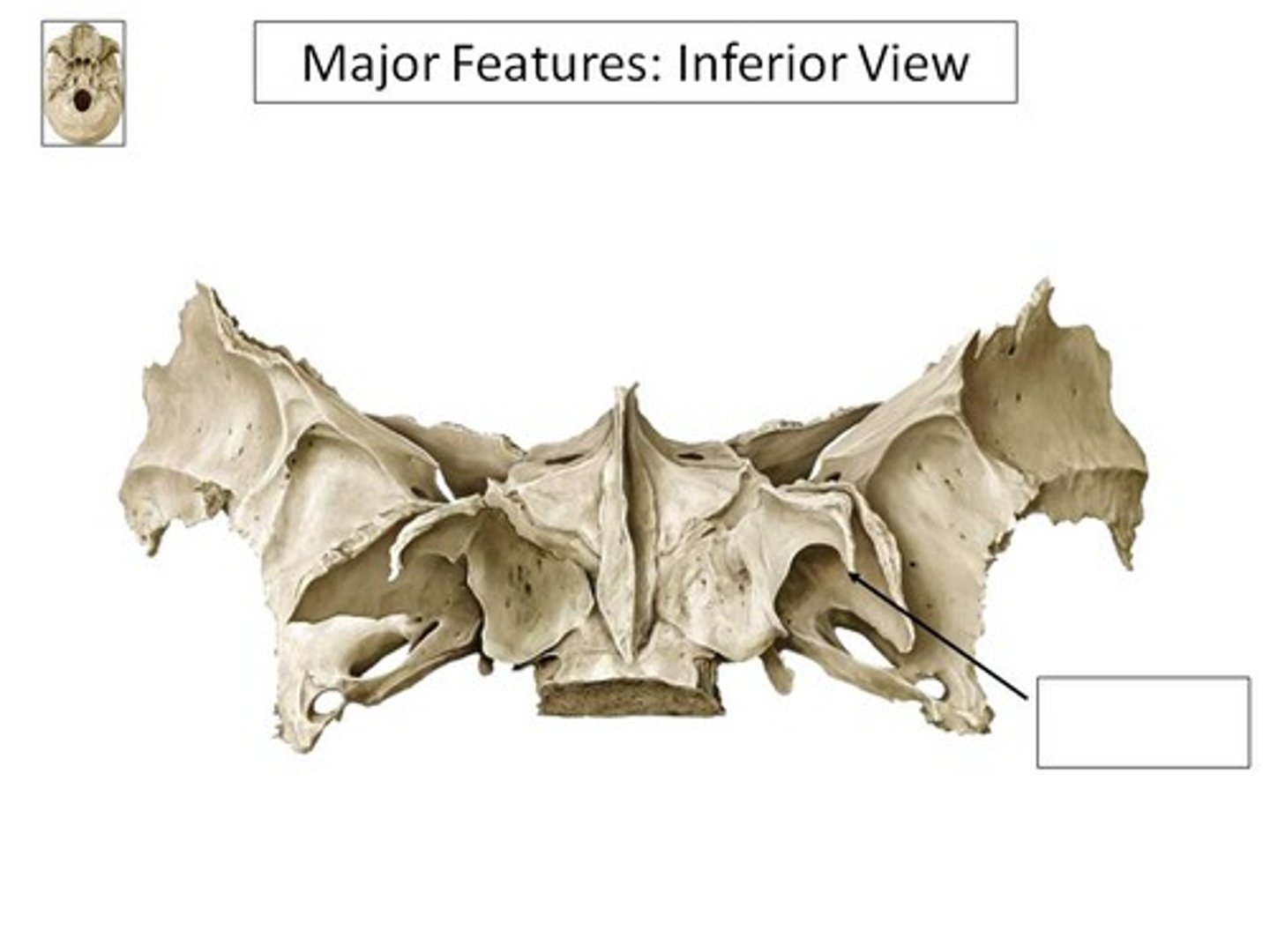 <p>Hymenoptera wing</p>