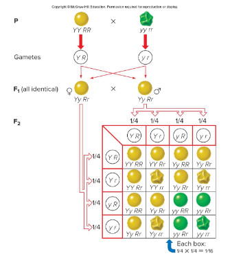 <p>In Mendel’s two-factor cross, what is the probability of having a yellow, wrinkled pea plant in the F<sub>2</sub> generation when one individual in the P generation is YYRR and the other is yyrr?</p>