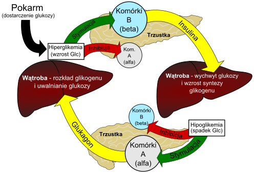 <ul><li><p><strong>Komórki β trzustki</strong> wydzielają <strong>insulinę</strong>, gdy poziom glukozy we krwi jest wysoki.<br>➜ Insulina powoduje, że <strong>wątroba pobiera glukozę i magazynuje ją jako glikogen</strong>, co <strong>obniża poziom glukozy</strong> (hiperglikemia np. przy pobraniu pokarmu → normoglikemia). jednocześnie hamowane jest działanie komórek <strong>α</strong></p></li><li><p><strong>Komórki α trzustki</strong> wydzielają <strong>glukagon</strong>, gdy poziom glukozy we krwi jest niski.<br>➜ Glukagon powoduje, że <strong>wątroba rozkłada glikogen i uwalnia glukozę</strong>, co <strong>podnosi poziom glukozy</strong> (hipoglikemia → normoglikemia). i hamowane jest działanie komórek <strong> β</strong></p></li></ul><p>hiperglikiemia to wzrost glc a hipoglikemia to spadek </p>