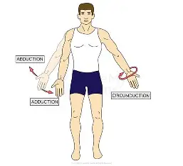 <p>Circumduction</p>