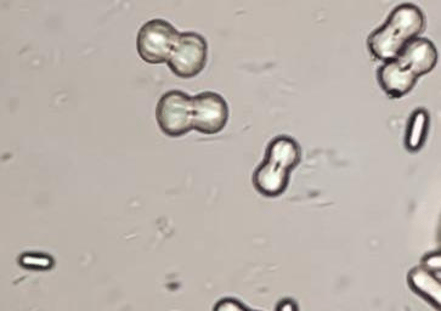 <p>Calcium Carbonate</p>
