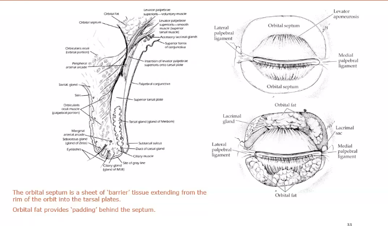 <p>barrier from the top of the tarsal plate up to the top of the orbit connextive tissue sheet&nbsp;</p><p>barrier between orbital rim and fat and the lids&nbsp;</p><p>keep stuff outsid the orbit </p><p>orbital fat provides padding behind the septum</p><p>orbital septum bigger than eyeball&nbsp;</p><p></p><p></p>
