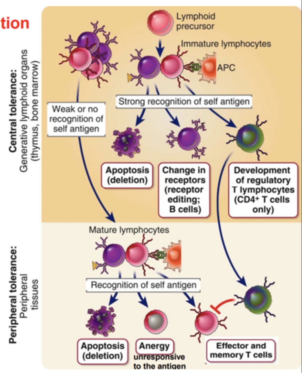 <p>ensures the <strong>maturation of T cells</strong> whose receptors <strong>recognize self MHC molecules</strong></p>