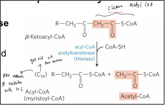 <p><span style="background-color: transparent;">Thiolysis now cleaves the acetyl-CoA (a good leaving group) from the remaining hydrocarbon chain forming a new Acyl-CoA substrate for another round of beta oxidation</span></p><ol><li><p><span style="background-color: transparent;"><strong>acyl-CoA acetyl-transferase (thiolase)</strong> = catalyzes the reaction of 𝛽-ketoacyl-CoA with free coenzyme A to yield <strong>acetyl CoA</strong> and a fatty acyl-CoA shortened by <strong>2 carbons</strong></span></p></li><li><p><span style="background-color: transparent;">Catalyzed in the <strong>trifunctional protein</strong></span></p></li></ol><p></p>