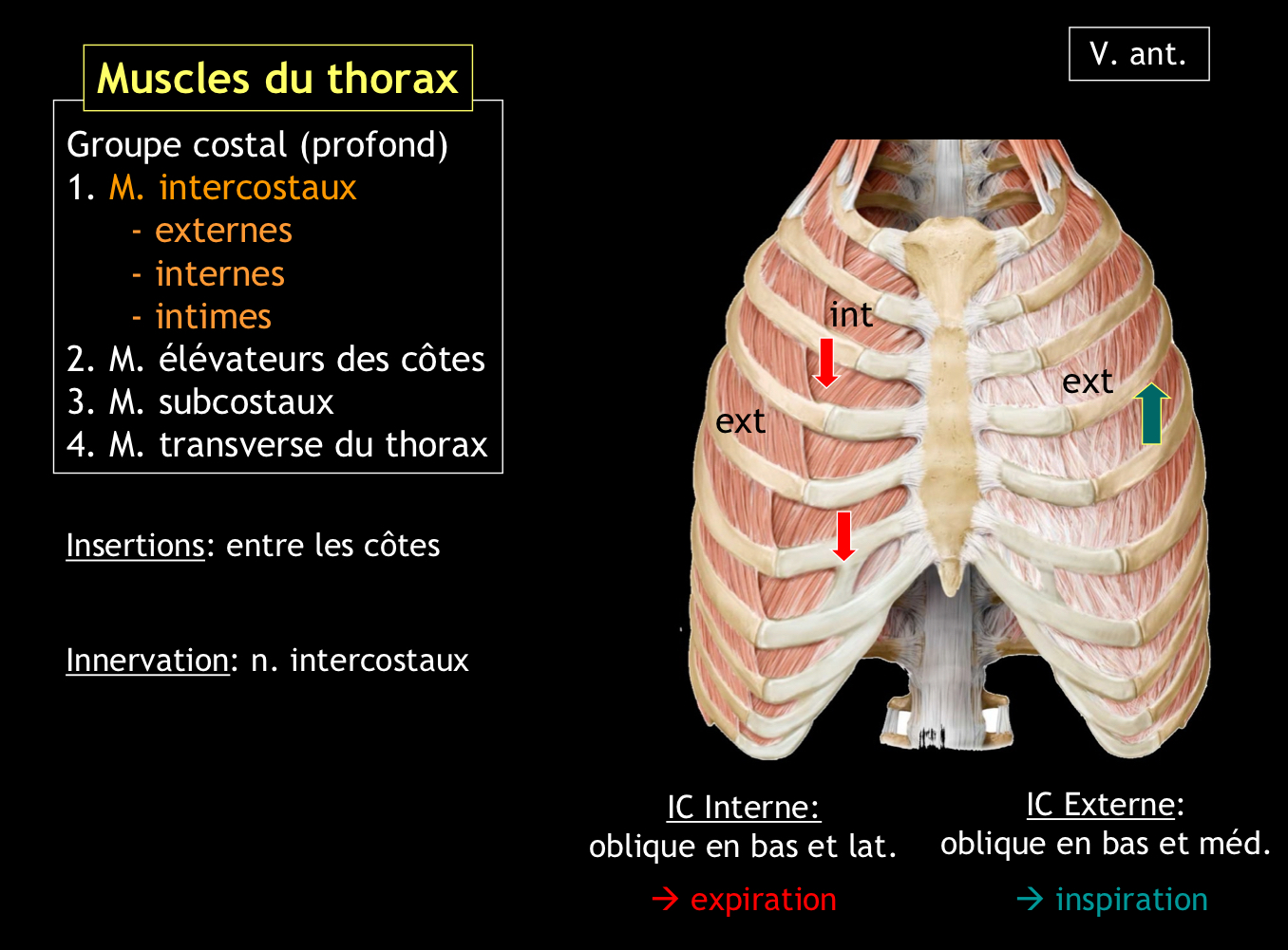 <p>Les muscles intercostaux :</p><p style="text-align: start">• Externes</p><p style="text-align: start">• Internes</p><p style="text-align: start">• Intimes</p><p style="text-align: start">Et aussi :</p><p style="text-align: start">• Les élévateurs des côtes</p><p style="text-align: start">• Les subcostaux</p><p style="text-align: start">• Les muscles transverses</p>
