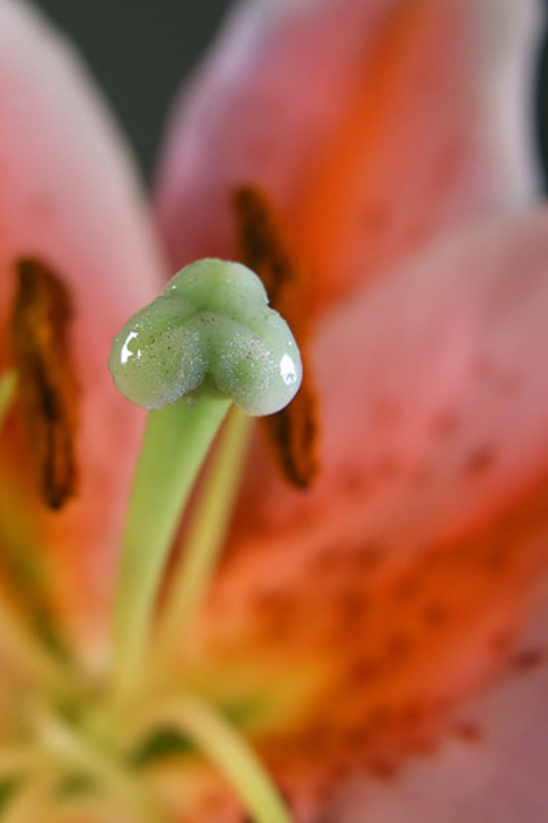 <p>Pollen-collecting part of the pistil</p>