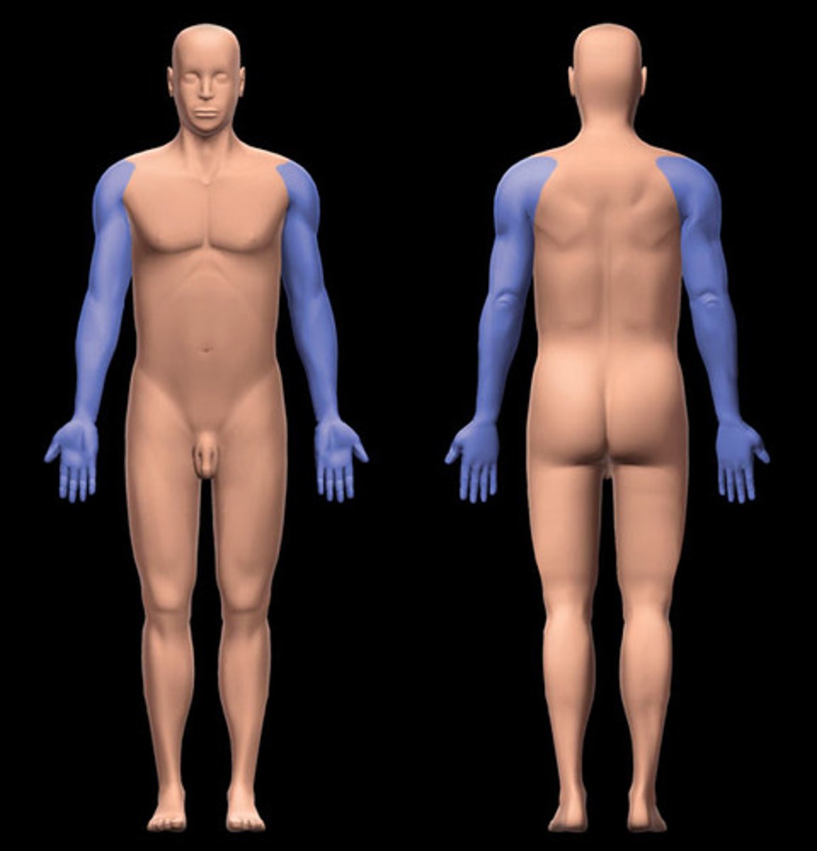 <p>Location:</p><p>Limb that, in anatomical position, is suspended from the shoulder and lies along lateral aspect of trunk and superior aspect of lower limb</p><p>Description:</p><p>Consists of deltoid, brachial (arm), antebrachial (forearm), and hand regions</p>