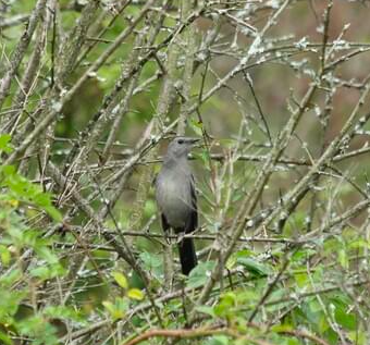 <p>Gray Catbird</p>