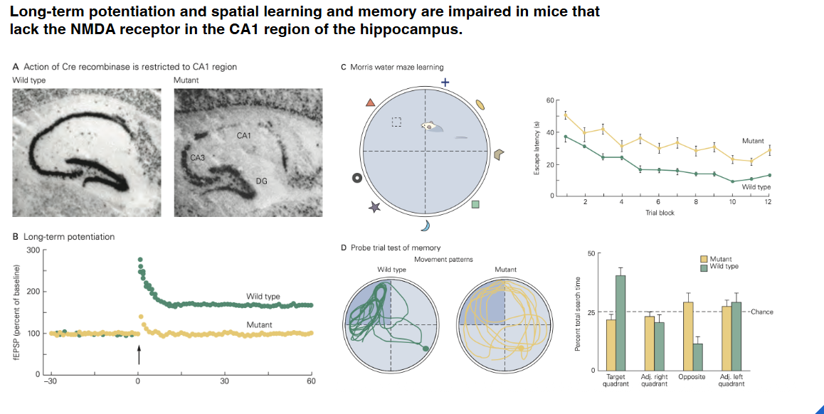 <ul><li><p>via genetische manipulatie → NMDA in CA1 regio inactiveren</p><ul><li><p>dan geen lange termijn potentiatie meer → dus plaats niet goed onthouden</p></li></ul></li></ul><p></p>