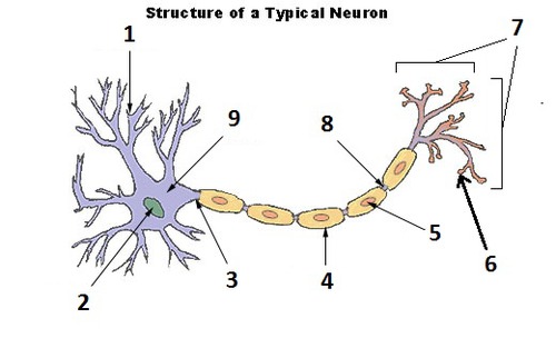 <p>6</p>