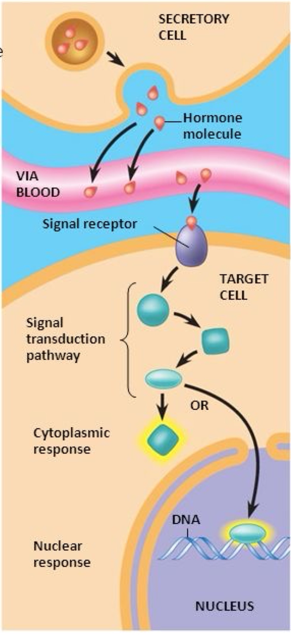 <p>•    Activation de kinases<br />
    •   Phosphorylation de protéines<br />
    •   Modification de la réponse cellulaire</p>