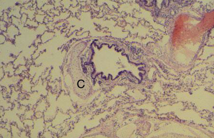 <p>Identify this structure</p>