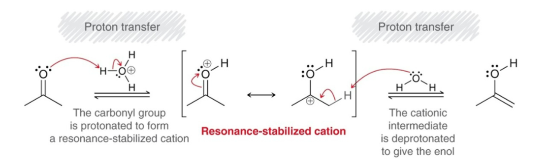 <ol><li><p><strong>Proton Transfer: </strong>The carbonyl group is protonated to form resonance-stabilized cation.</p></li><li><p><strong>Proton Transfer: </strong>The cationic intermediate is deprotonated to give an enol.</p></li></ol><p></p>