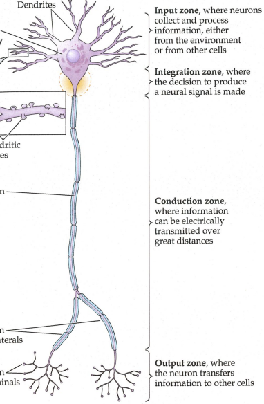 <p>input zone, integration zone, conduction sone, and output zone</p>