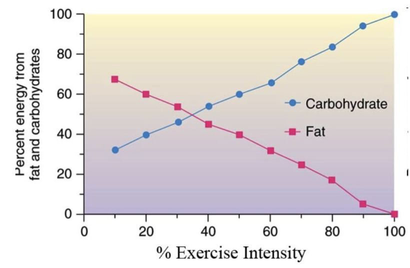 <p>depends on </p><ul><li><p><span style="background-color: transparent;"><span>Intensity and duration of exercise - </span><strong><u><span>higher intensity, more carbohydrate used&nbsp;</span></u></strong></span></p></li><li><p><span style="background-color: transparent;"><span>Level of exercise training&nbsp;</span></span></p></li><li><p><span style="background-color: transparent;"><span>Initial muscle glycogen stores</span></span></p></li><li><p><span style="background-color: transparent;"><span>Supplementation with CHO during exercise - drinking sport drinks (exogenous sources)</span></span></p></li></ul><p></p>