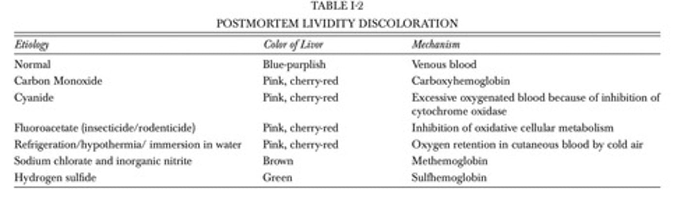<p>A purplish blue discoloration due to the settling of blood by gravitational forces.</p>