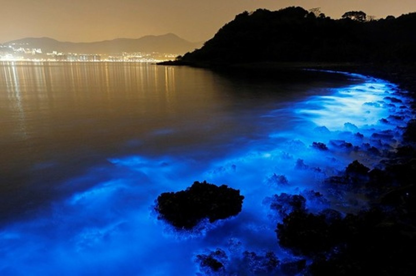 <p>microscopic marine animals that make the ocean glow during the night</p>