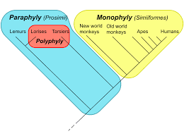 <p>group that does not include the most recent common ancestors</p>