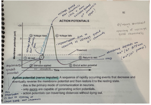 <p>A sequence of rapidly occurring events that decrease and eventually reverse the membrane potential and then restore it to the resting state. It is the primary mode of communication in neurons and can travel long distances without dying out. A nerve impulse.</p>