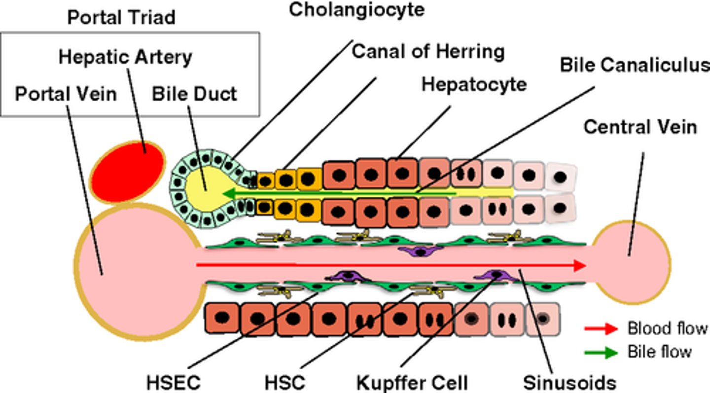 <p>The canals of Hering are composed of modified hepatocytes and low cuboidal cholangiocytes (duct cells).</p>