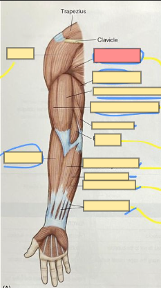 <p><span>anterior part of the chest</span></p><p><span>flexes the upper arm and helps abduct the upper arm</span></p>