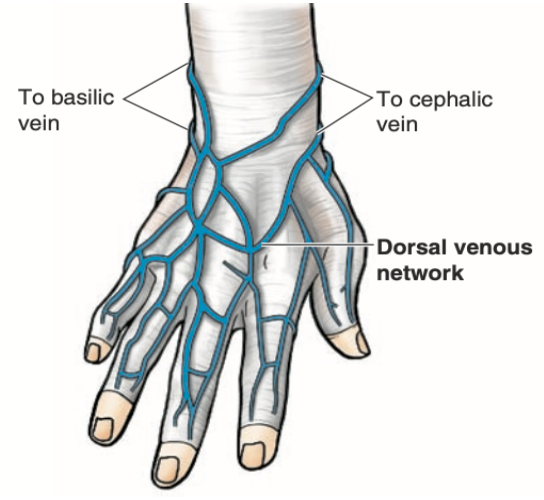<p>False. Always remember <strong>“Thumb-Cephalic, Pinky-Basilic” </strong>for venous drainage of hand. </p>