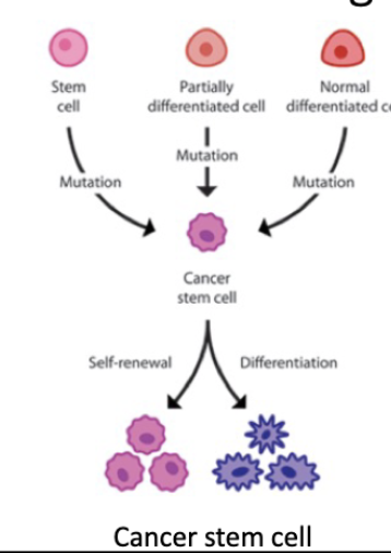 <p>L#14: Cancer stem cells</p><p>Discuss CSCs in the context of cell-of-origin.</p>