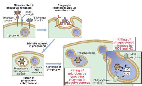 <ol><li><p>PRR specialised in uptake bind to microbes</p></li><li><p>involution of the phagocyte membrane leads to microbial uptake into the phagosome</p></li><li><p>The phagosome fuses with the lysosome – an acidic vesicle rich in degradative enzymes</p></li><li><p>In the <strong><u>phagolysosome</u></strong> two enzymes play an important role in killing the microbes:</p><ul><li><p>Phagocyte oxidase - Reactive Oxygen Species (ROS)</p></li><li><p>Inducible Nitric Oxide synthase - Nitric Oxide</p></li></ul></li></ol><p></p>