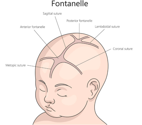 <p>Gently palpate anterior (9-18 mos) &amp; posterior (2-3 mos)</p>
