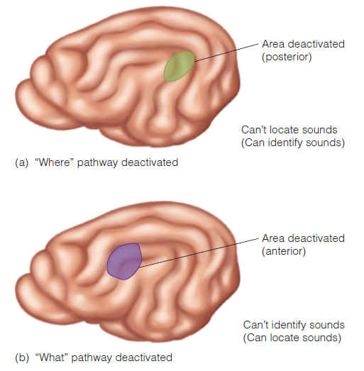 <p>involved in locating sound; location of sound</p>