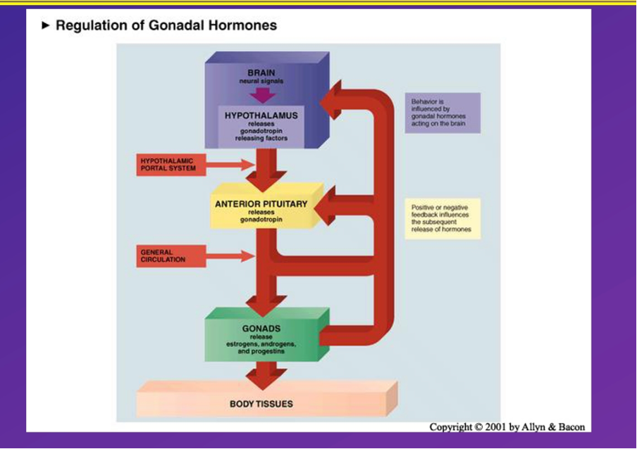 <p>THe HPG- axis acts. simple negative feedback loop in males - enabling testoerone levels and sperm production to be maintained at a ertan volume</p><p></p><p>LSH produces testerone cause T levels to increase post puberty onset, to maintain homeostasis HPA axis utilises a negative feedback system in whch if T levels too high specialised recpetorsi n the blood which bind to T detects this, causing production rates of T to be reduced via inhibiting GNRH release. similarly I this is too low, lack of receptors binding to T results in increased T  production enabling a baseline production rate to be maintained</p><p></p><ul><li><p class="">within the HPG-axis The hypothalamus releases GnRH, which stimulates the pituitary to release LH and FSH.</p></li><li><p class="">LH and FSH act on the testes, leading to the production of <strong>testosterone</strong>.</p></li><li><p class=""><strong>resulting in increasing levels of testoeron, if </strong>levels rise beyond threshold point, receptors detect this, negative feedback then occurs as receptors inhibit GNRH and subsequent gonadotropins production and release, decrease the release of GnRH, LH, and FSH into the bloodstream</p></li><li><p class="">similarly if levels drop too low, receptors within the blodostream detect this, and transmit messages which increase GNRH production within the Hypothalamus subsequently releasing increased gonadotropins</p></li><li><p class="">thus controlling the production of sperm and maintaining hormonal balance.</p></li></ul><p></p>