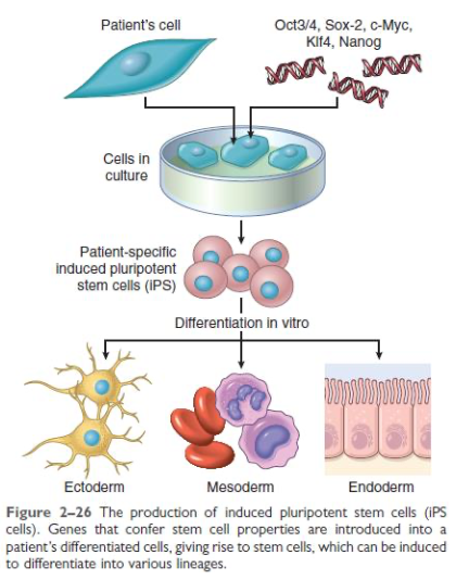 <p><span><strong>pluripotent</strong></span></p>