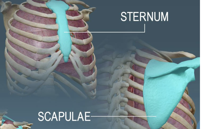 <p>thin and flat; protect organs</p><p><br>Examples: skull, ribs, sternum</p>