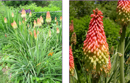 -strap shaped leaves