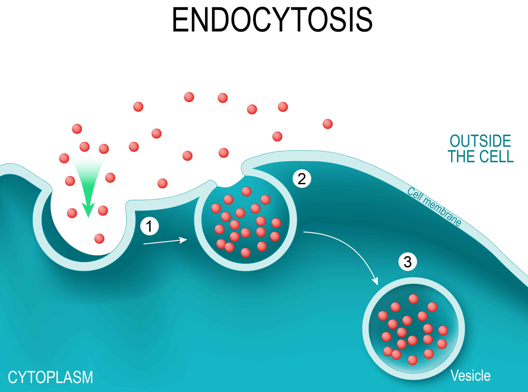 <p>The cell takes in macromolecules by forming vesicles from the plasma membrane</p>