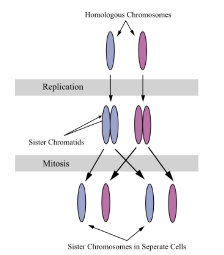 <p>Each chromosome is replicated to form a pair of sister chromatids</p><ul><li><p>A cell has twice as many chromatids as the number of chromosomes in the G, phase.</p></li><li><p>46 pairs of sister chromatids,</p></li><li><p>92 chromatids</p></li></ul><p></p>
