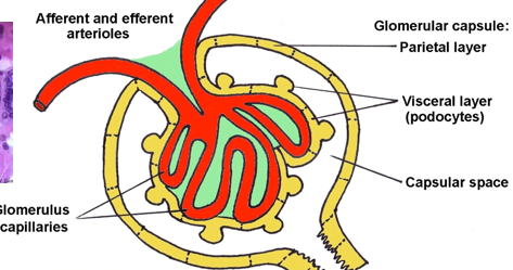 <p>mesangial cells and ECM = mesangium (green) </p>